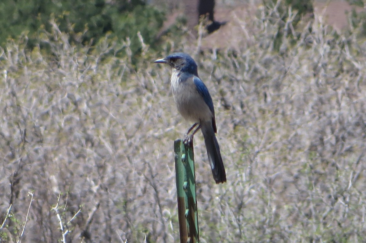 Woodhouse's Scrub-Jay - ML332989661