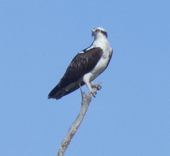 Osprey - ML332989721