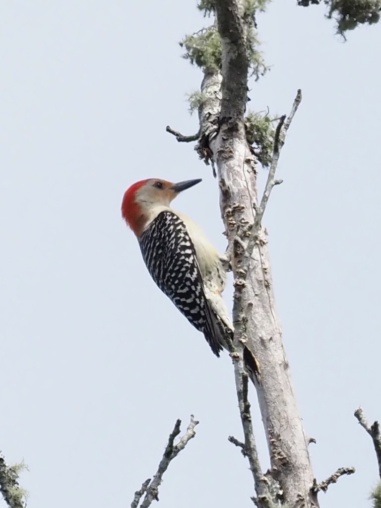 Red-bellied Woodpecker - ML332989871