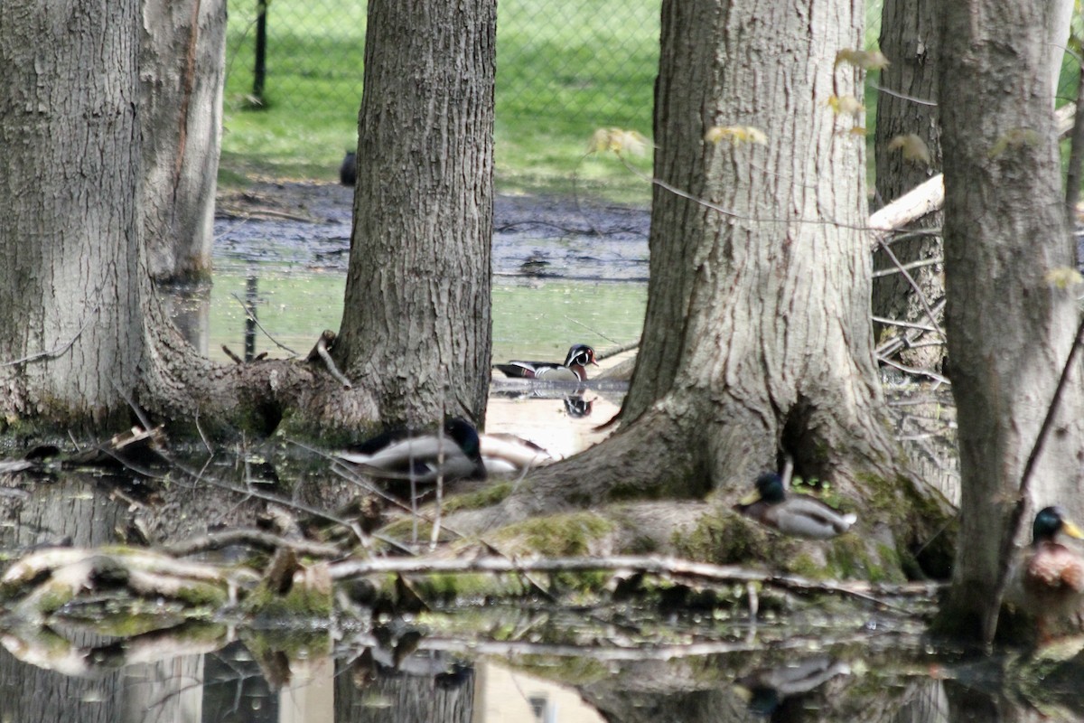 Wood Duck - ML332990991