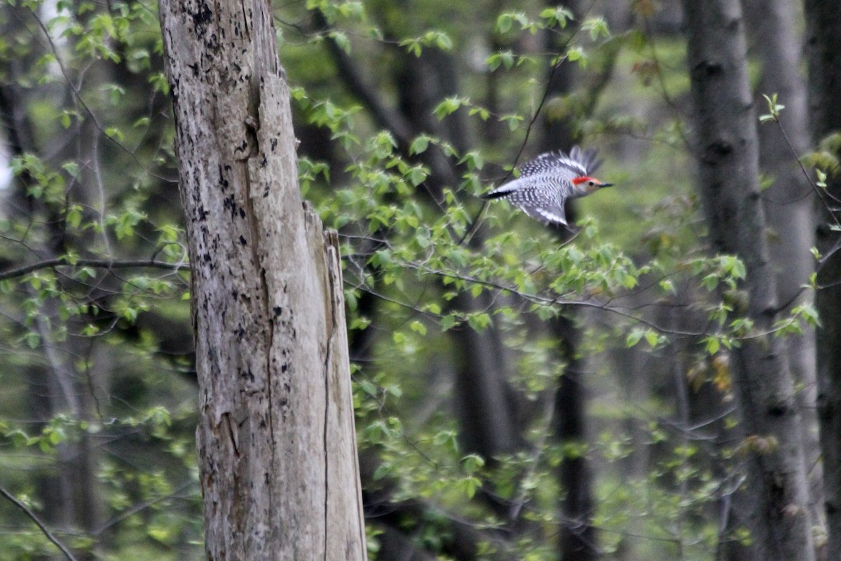 Red-bellied Woodpecker - ML332991911