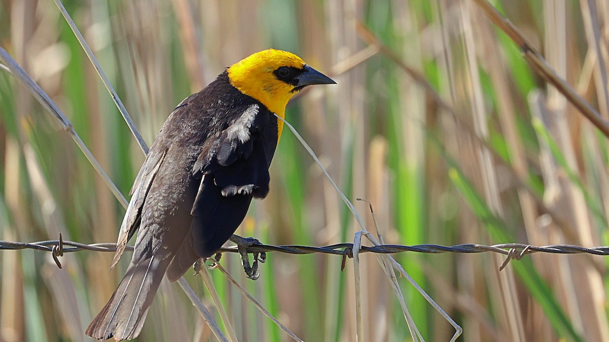 Yellow-headed Blackbird - ML332993321