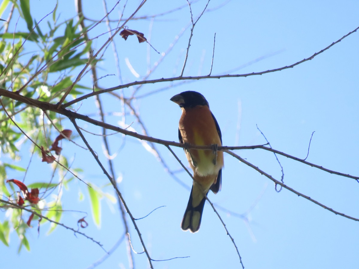 Cardinal à tête noire - ML332993491