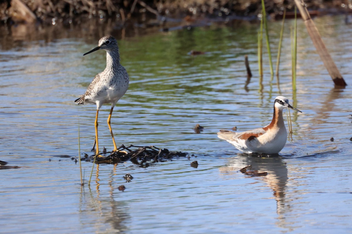 hvithalesvømmesnipe - ML332993541