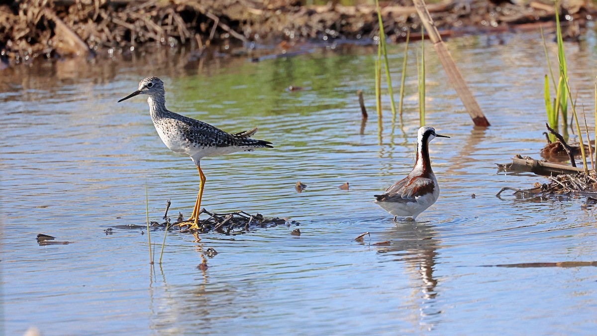 Lesser Yellowlegs - ML332993741