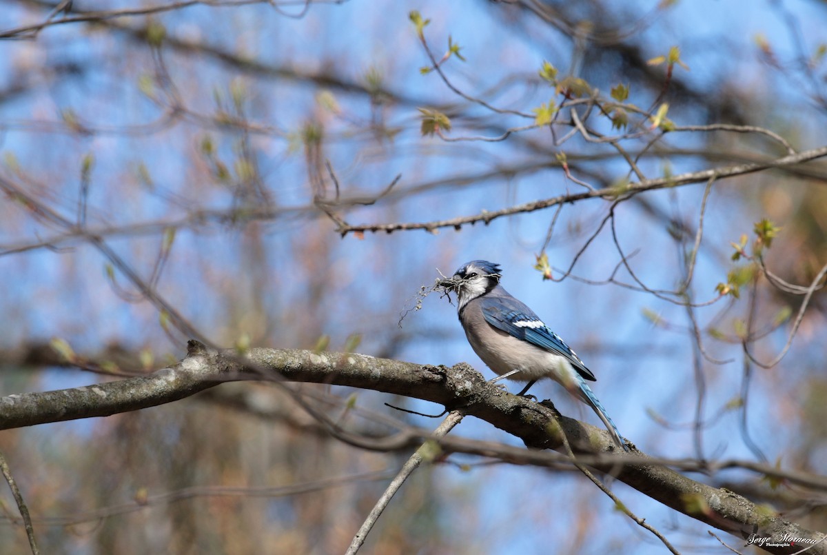 Blue Jay - ML332994351