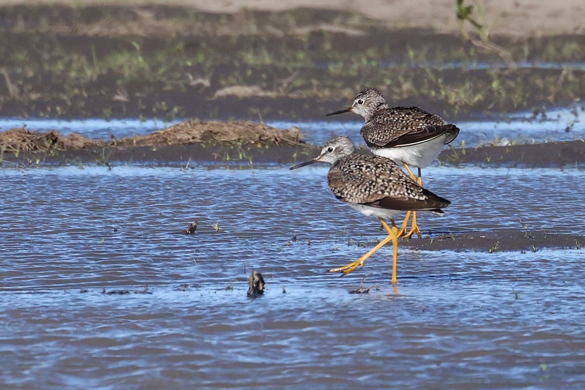 Lesser Yellowlegs - ML332995211