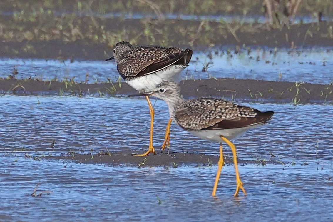 Lesser Yellowlegs - ML332995221