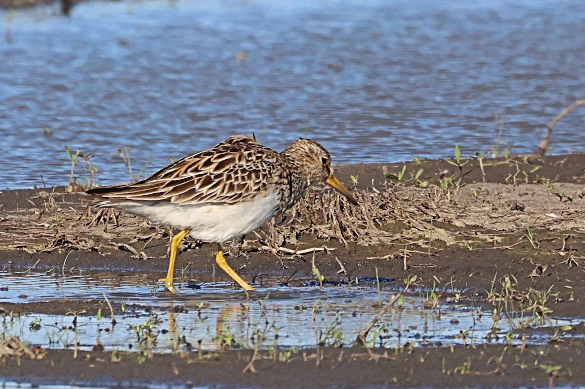 Pectoral Sandpiper - ML332995611