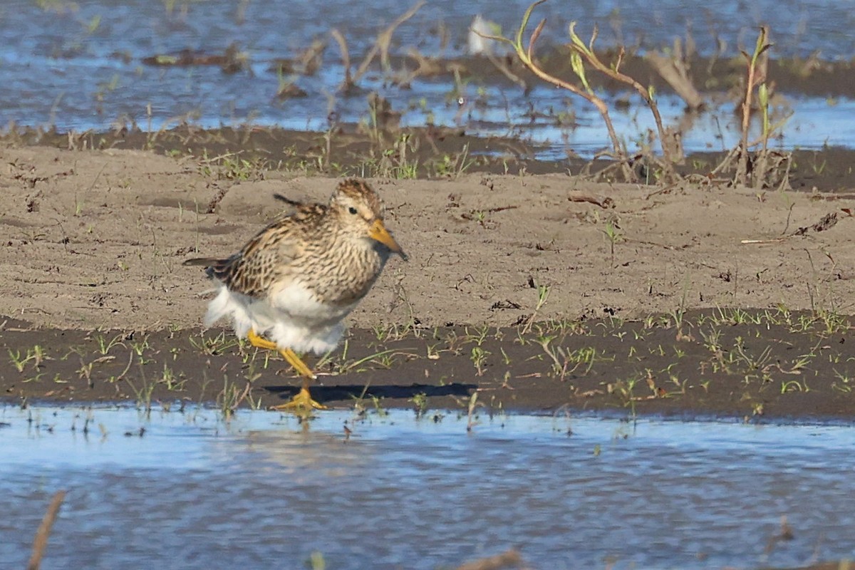 Pectoral Sandpiper - ML332995621