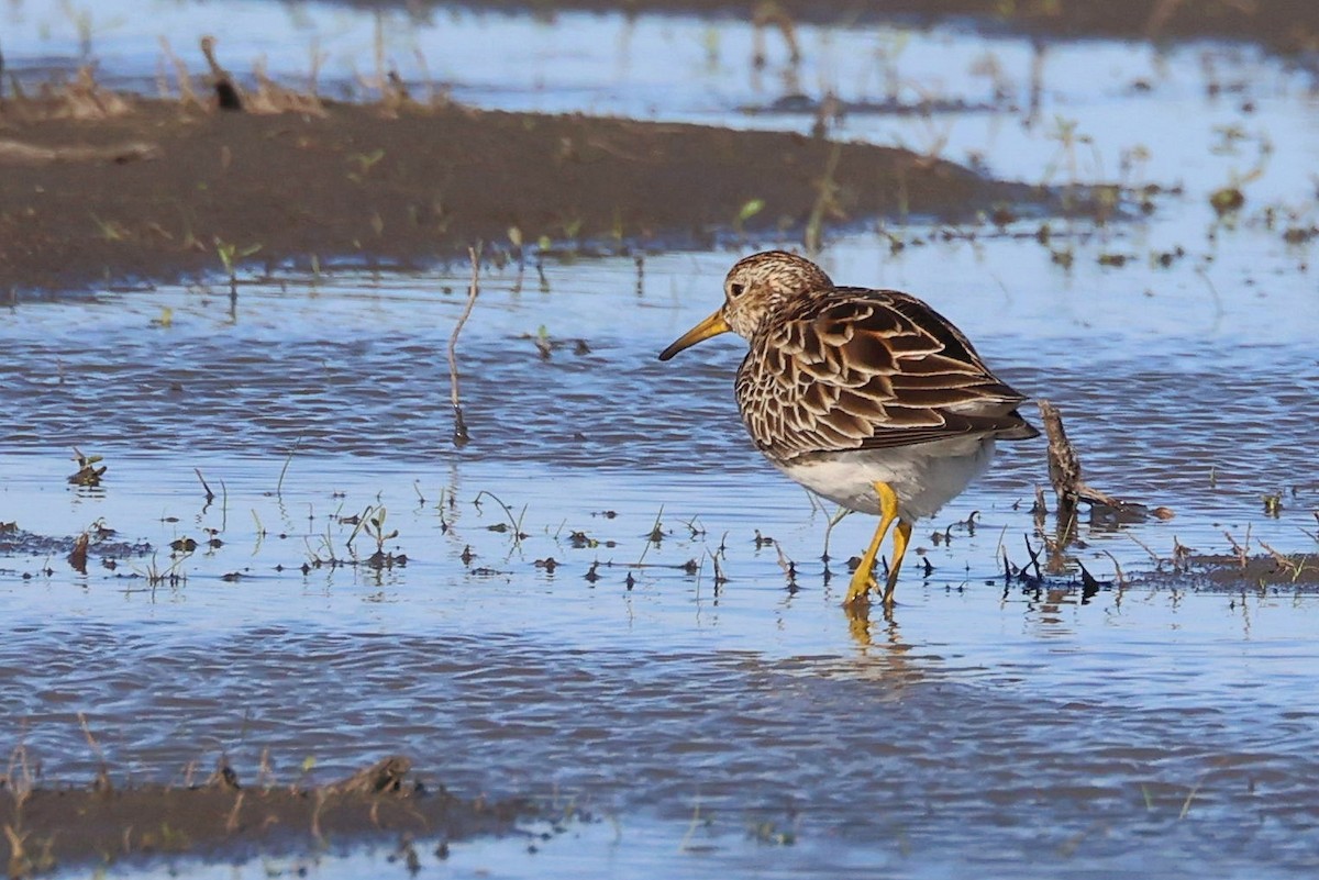 Pectoral Sandpiper - ML332995631