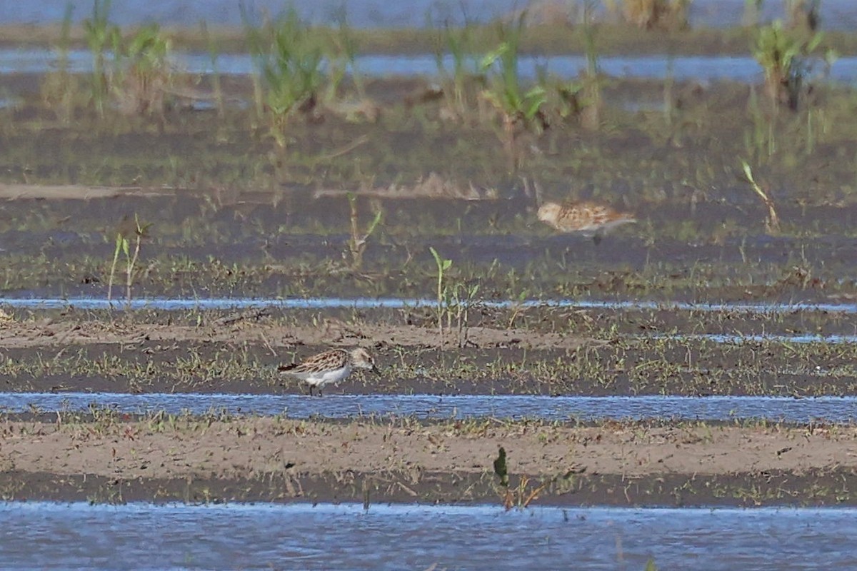 Semipalmated Sandpiper - ML332995721