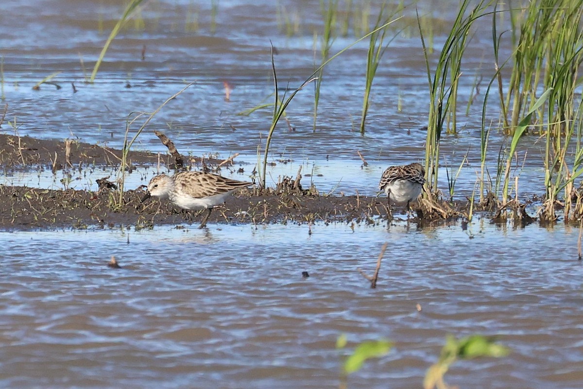 Semipalmated Sandpiper - ML332995731