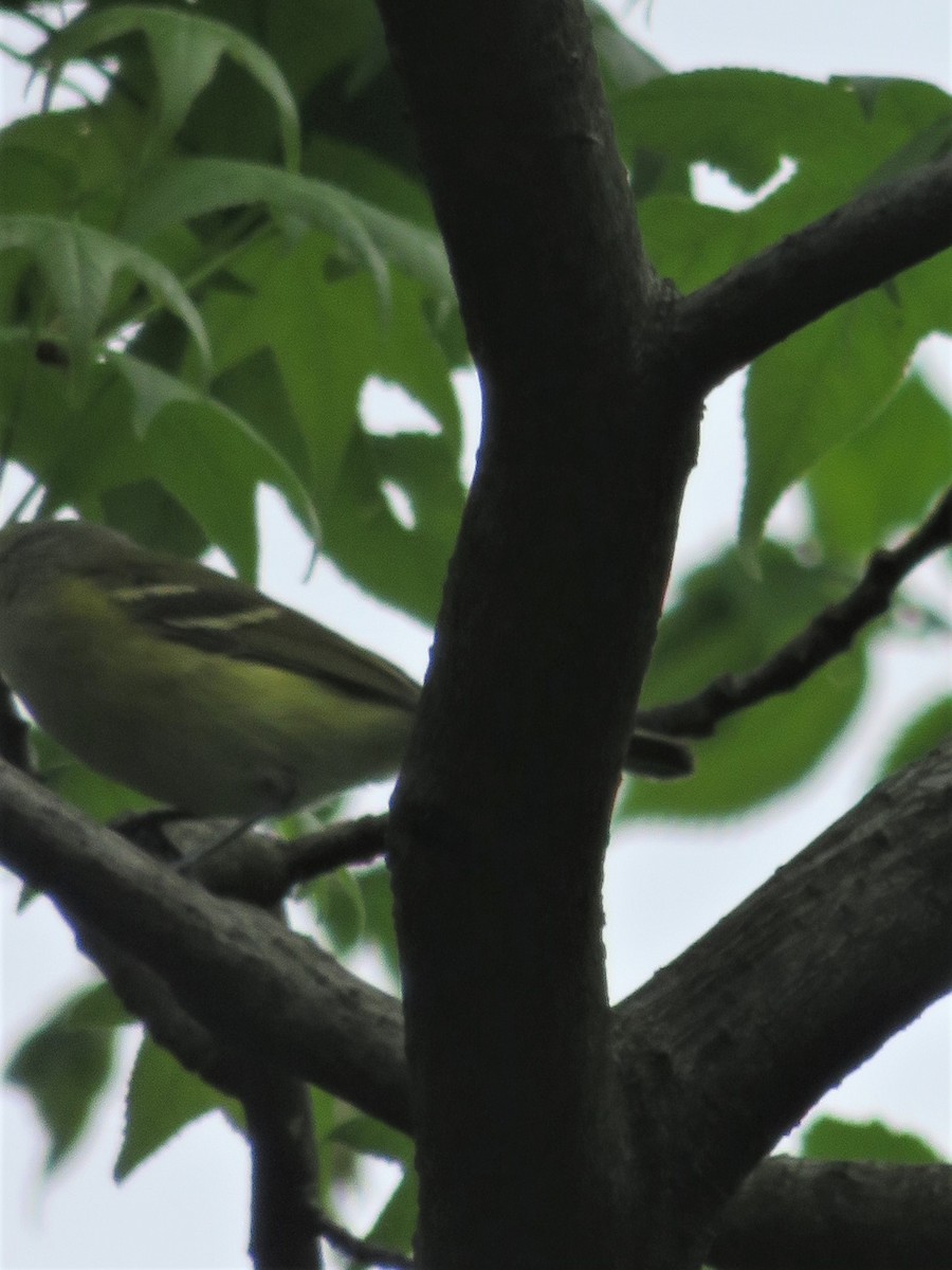 White-eyed Vireo - ML332997021