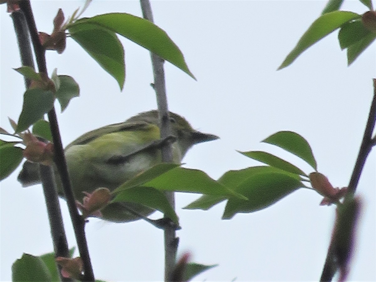 White-eyed Vireo - ML332997041