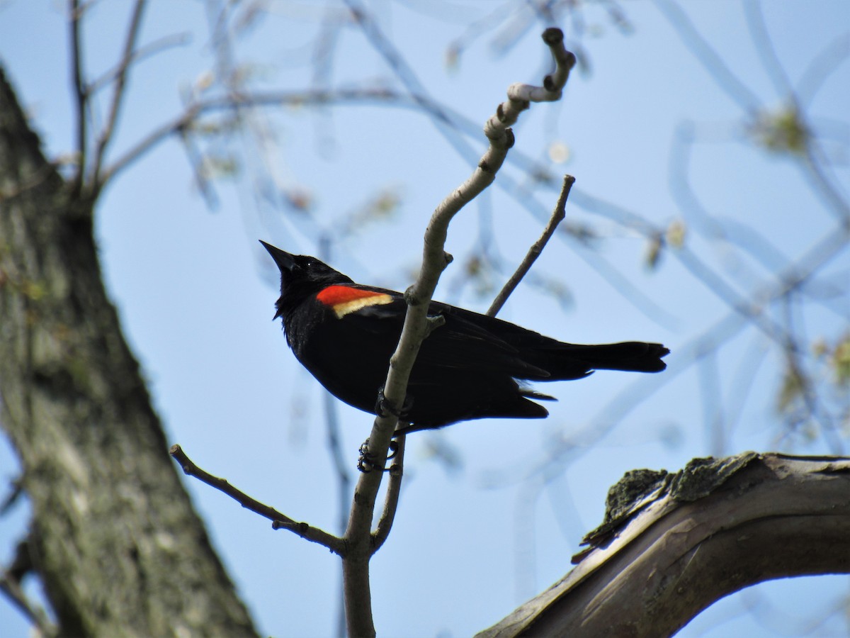 Red-winged Blackbird - ML332997951