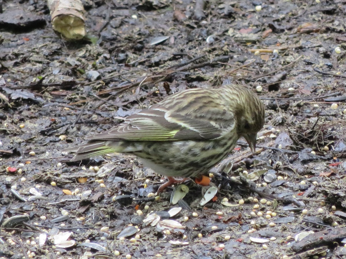 Pine Siskin - ML332998111