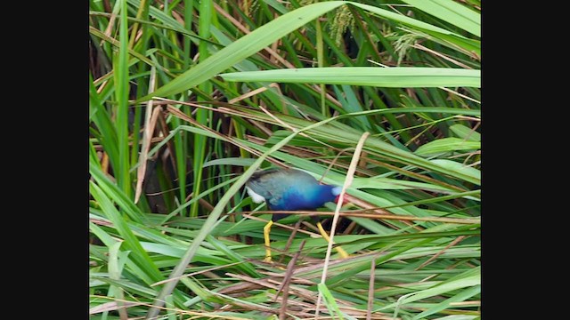 Talève violacée - ML332998221