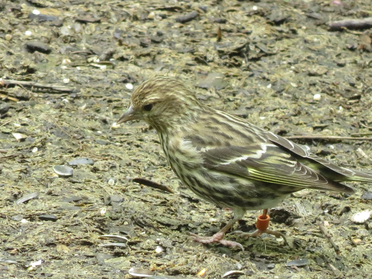 Pine Siskin - ML332998841
