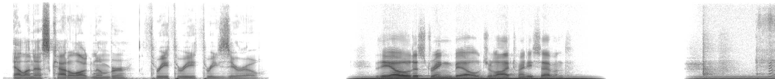 Ring-billed Gull - ML3330