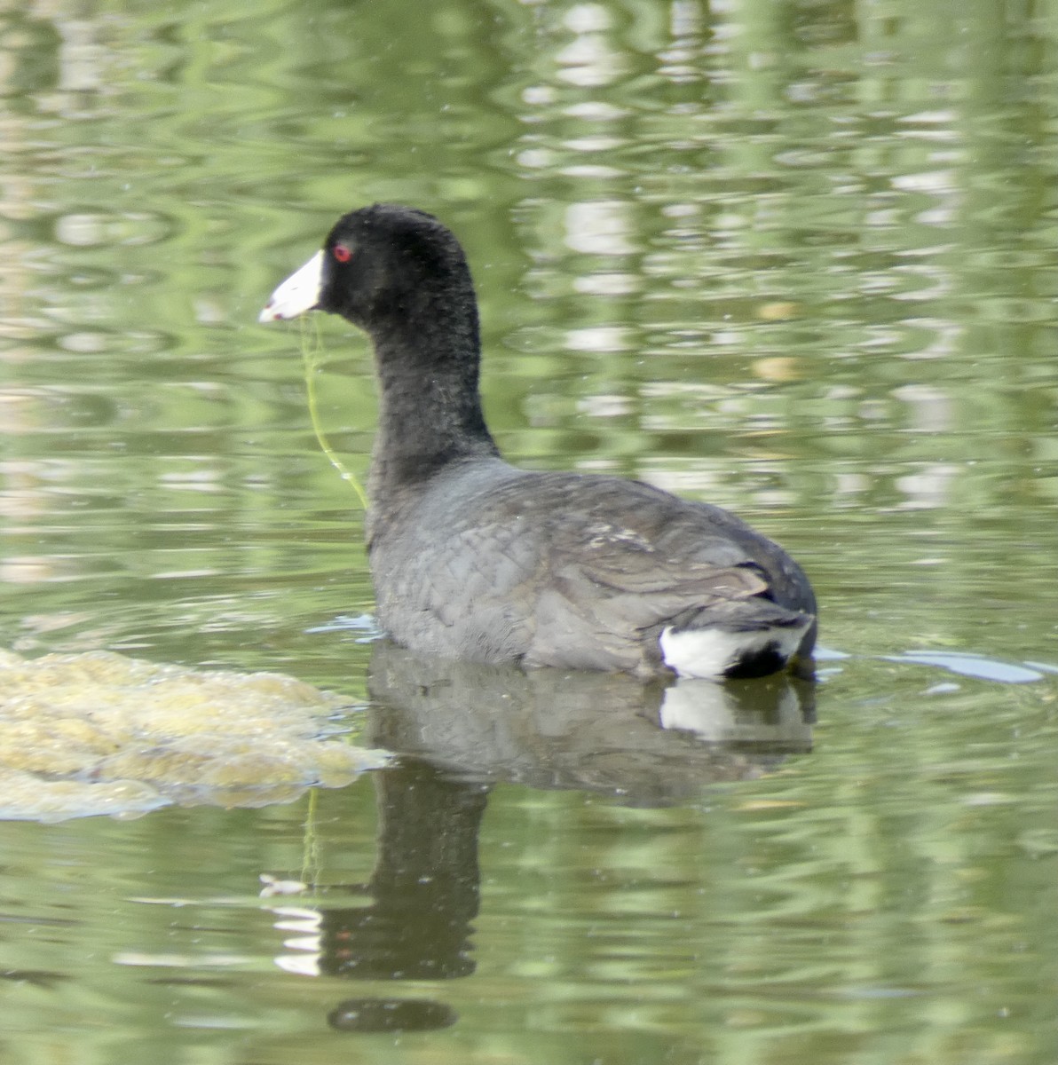 American Coot - ML333001741