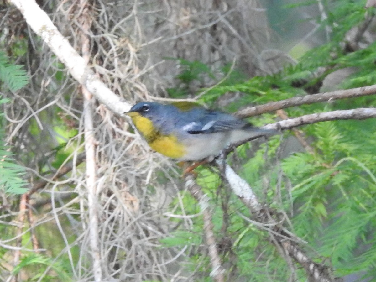 Northern Parula - ML333001901