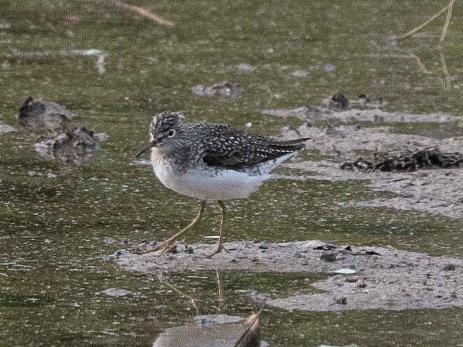 Solitary Sandpiper - ML333003201