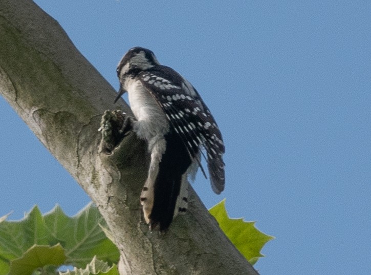 Downy Woodpecker (Eastern) - ML333003731