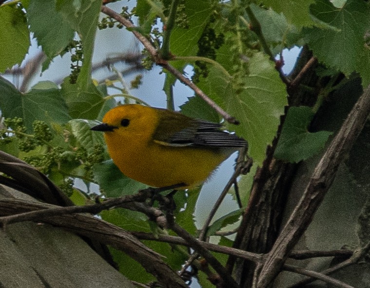 Prothonotary Warbler - ML333003951