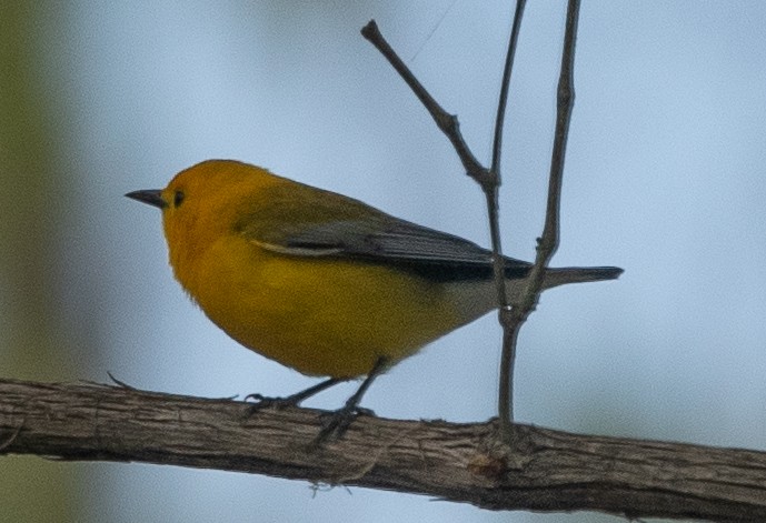 Prothonotary Warbler - ML333003961
