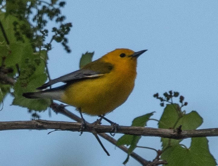Prothonotary Warbler - ML333003981