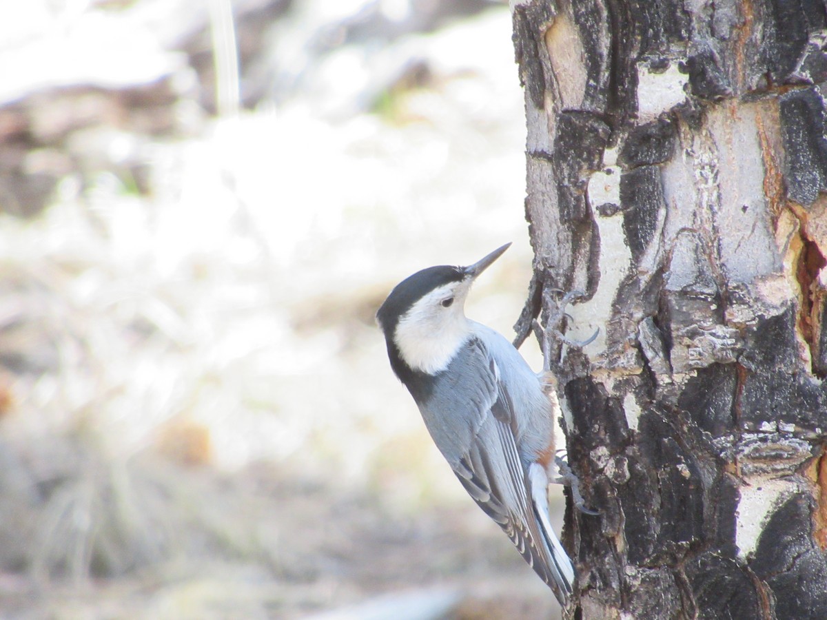 White-breasted Nuthatch - ML333004141