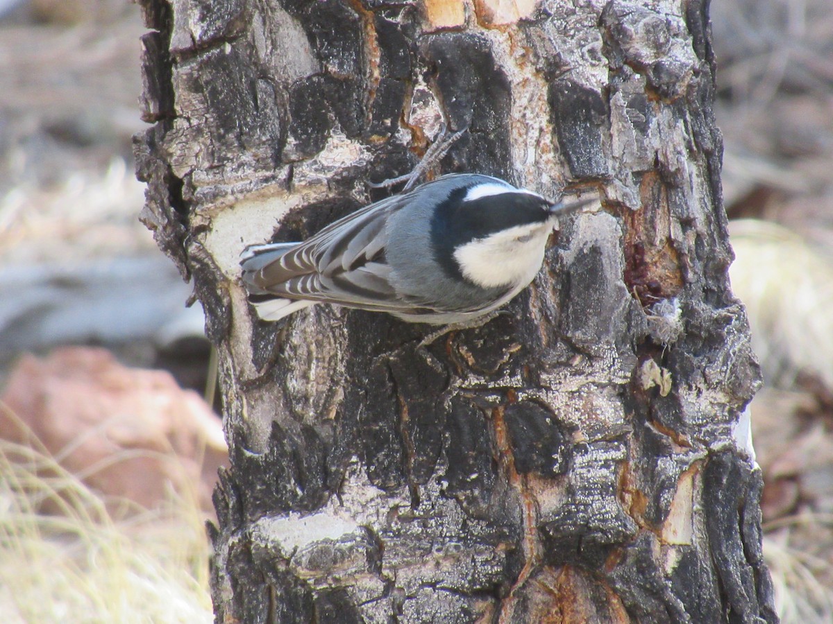 White-breasted Nuthatch - ML333004311