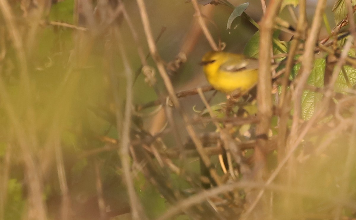 Blue-winged Warbler - Rob Bielawski