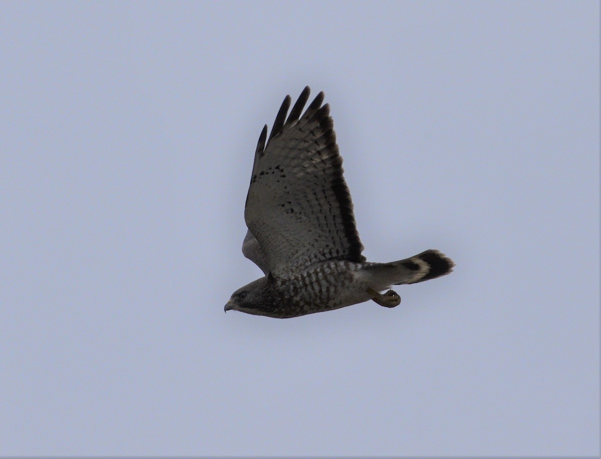 Broad-winged Hawk - ML333007121