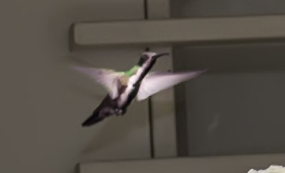 kolibřík tropický - ML333008151