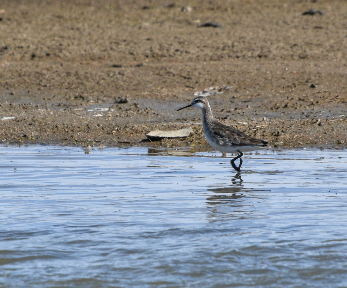 Wilson's Phalarope - ML333010041