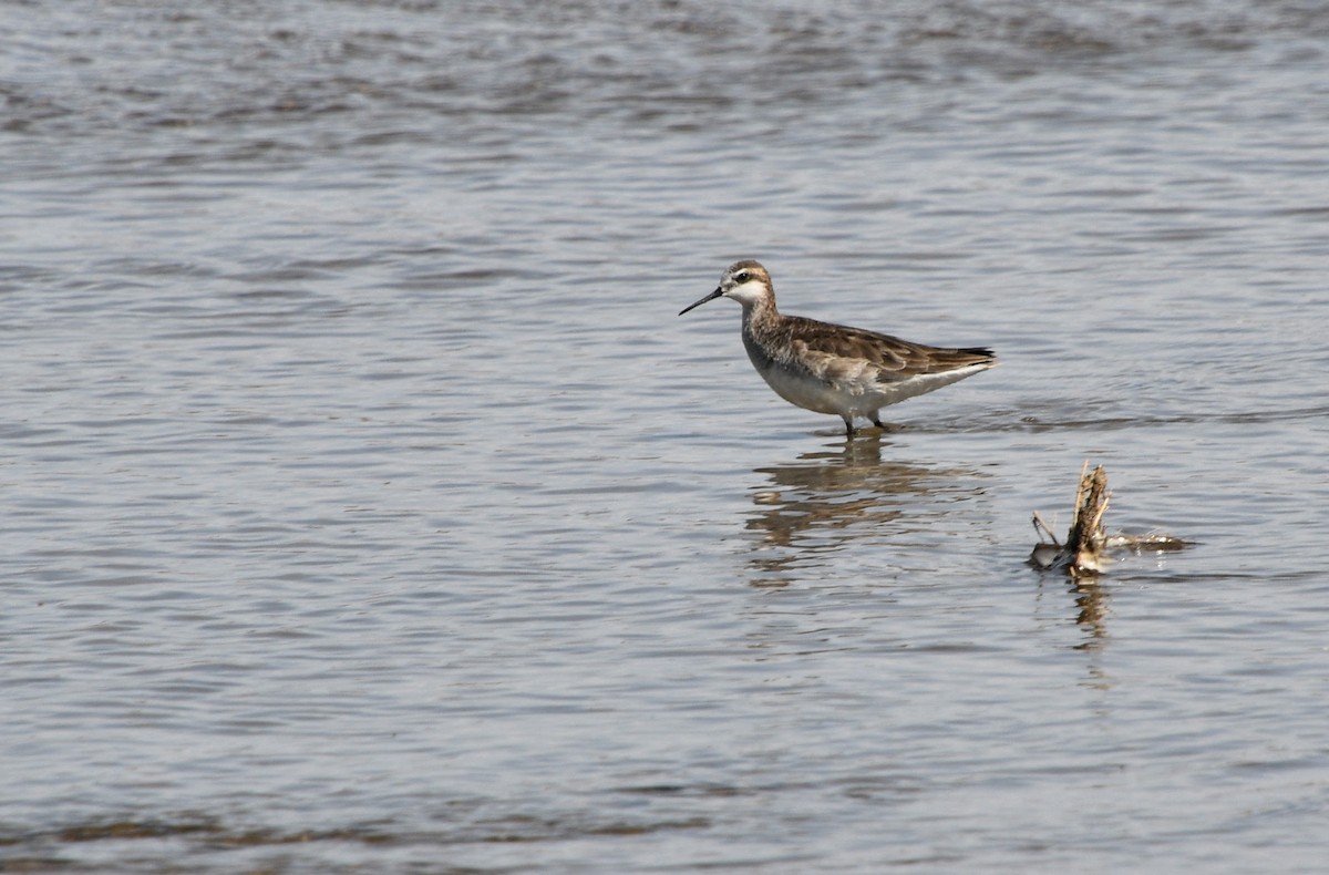 Wilson's Phalarope - ML333010051