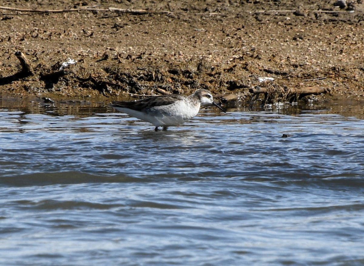Wilson's Phalarope - ML333010121