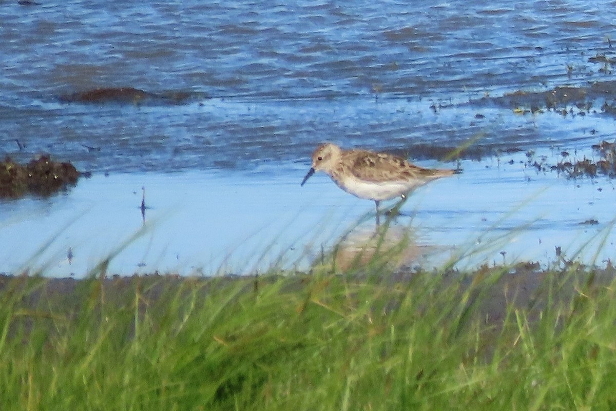 Baird's Sandpiper - ML333010831