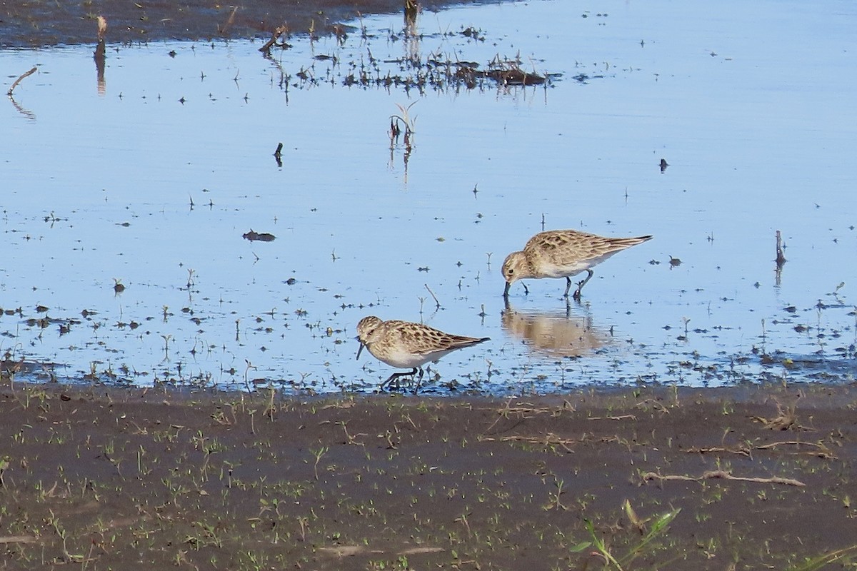 Baird's Sandpiper - ML333010871