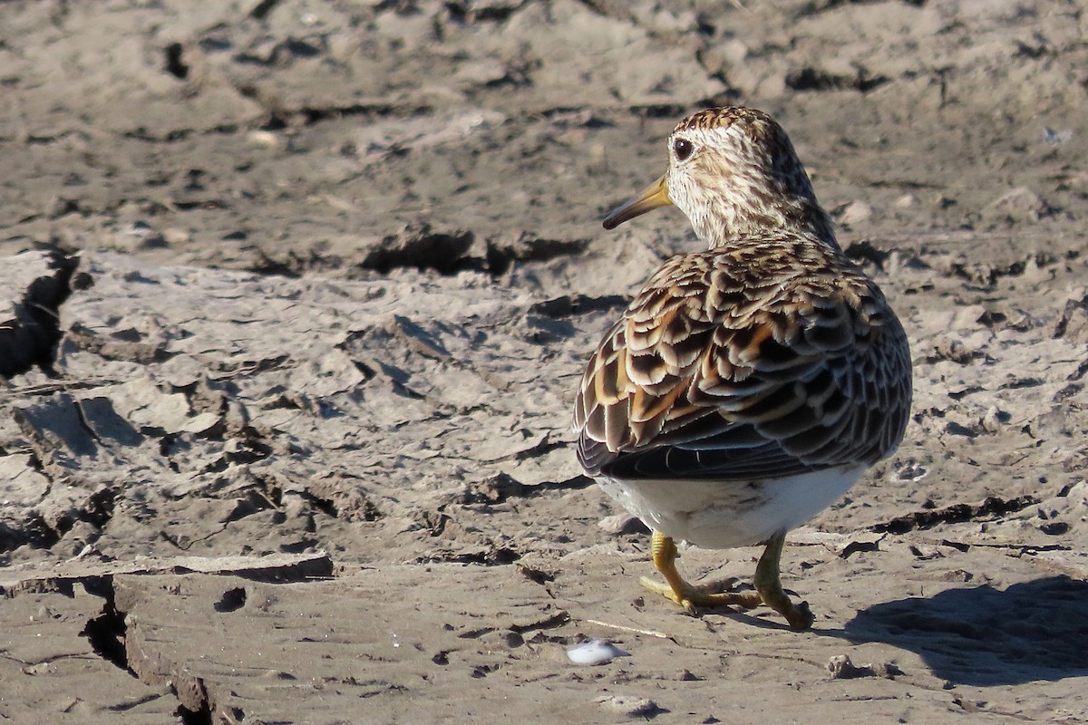Pectoral Sandpiper - ML333011001