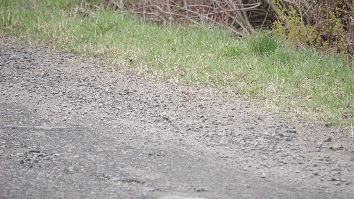 Vesper Sparrow - ML333012611