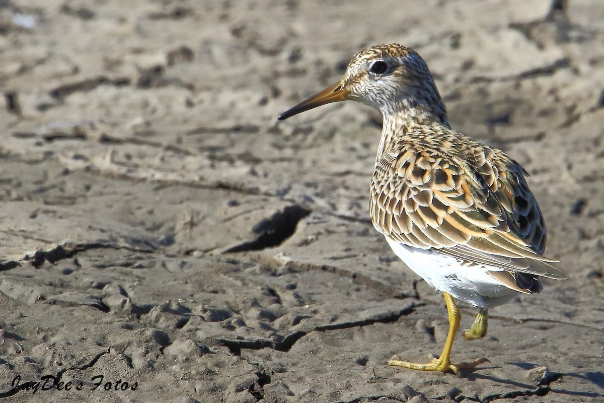 Pectoral Sandpiper - ML333012631