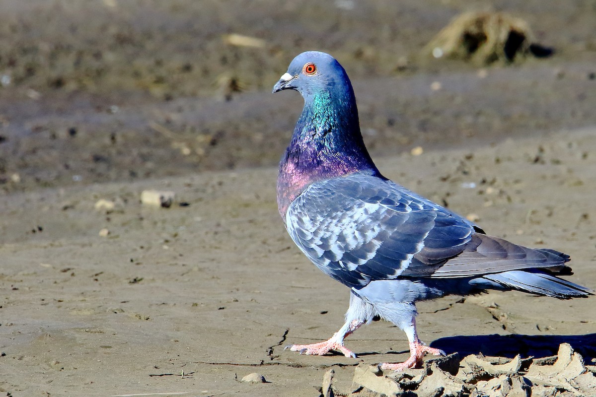 Rock Pigeon (Feral Pigeon) - ML333013101