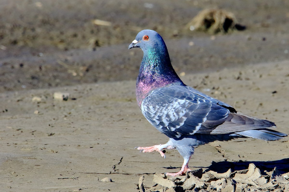 Rock Pigeon (Feral Pigeon) - ML333013131