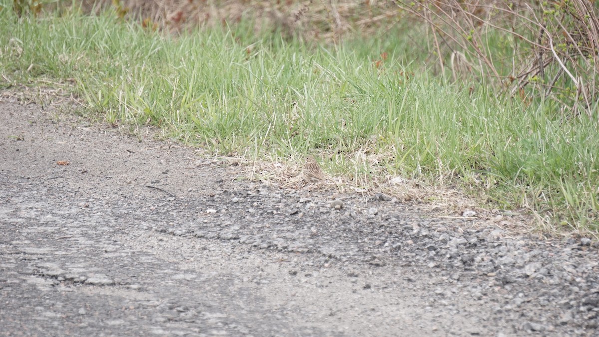 Vesper Sparrow - ML333013491