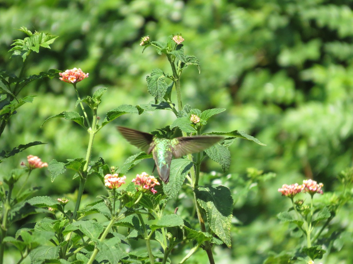 Broad-tailed Hummingbird - ML33301361