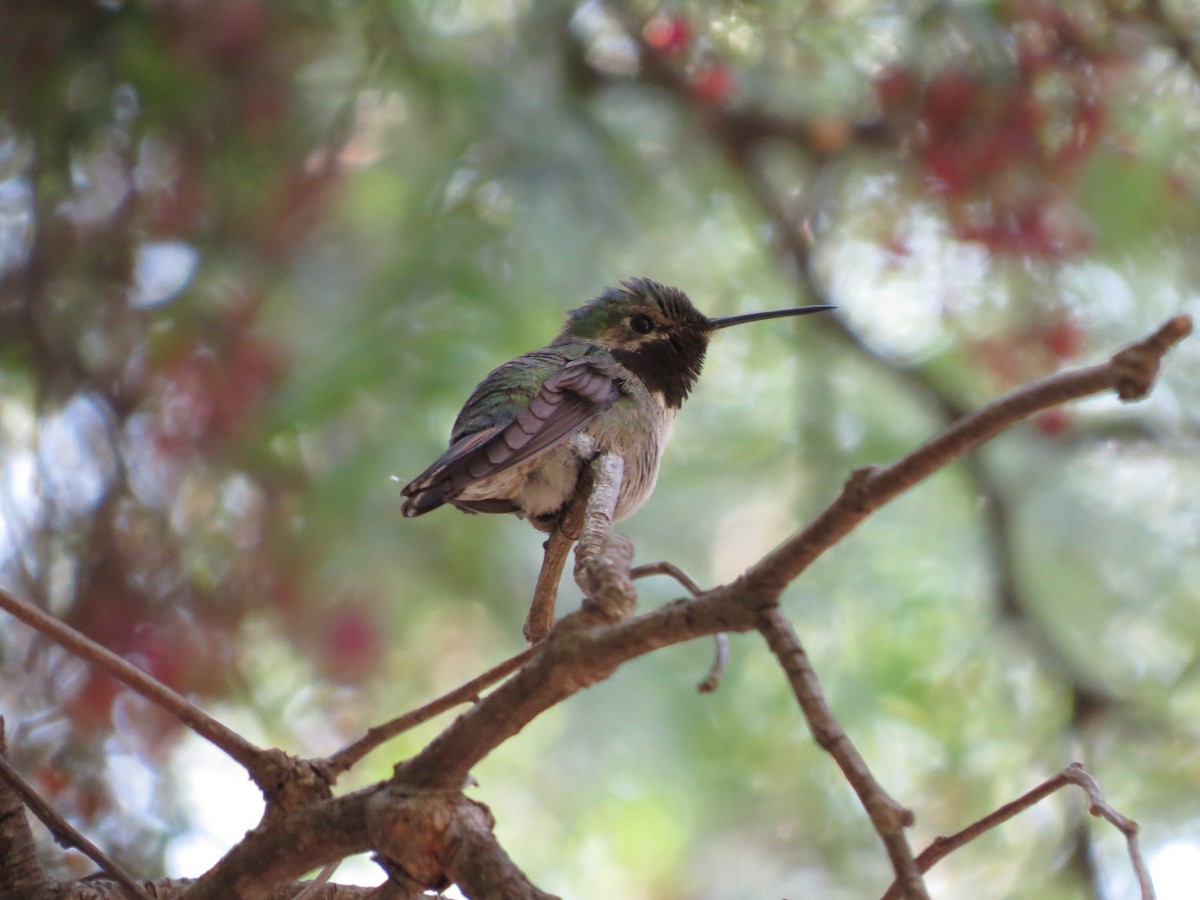 Broad-tailed Hummingbird - ML33301531