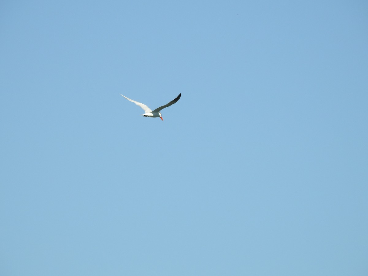 Caspian Tern - ML33301581